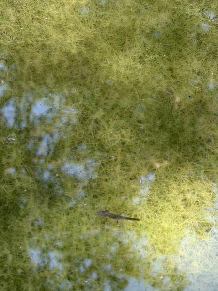 This photo captures a serene close-up of a small newt swimming amidst a dense bed of green filamentous algae in clear water